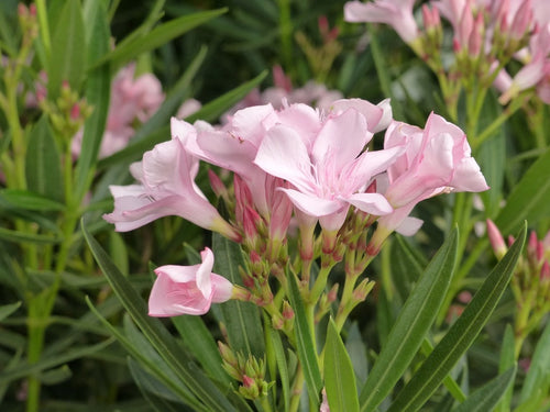 Laurier rose cépée remontée
