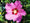 Image to render