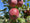 Image to render