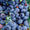 Myrtillier (Vaccinum) 2 - Achat en ligne