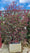 Image to render