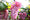 Image to render