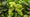 Image to render