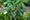 Image to render