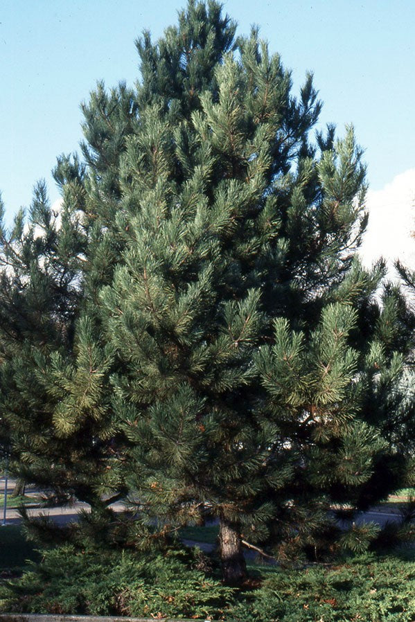 Pin noir (Pinus Nigra) 12 - Achat en ligne