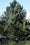Pin noir (Pinus Nigra) 12 - Achat en ligne