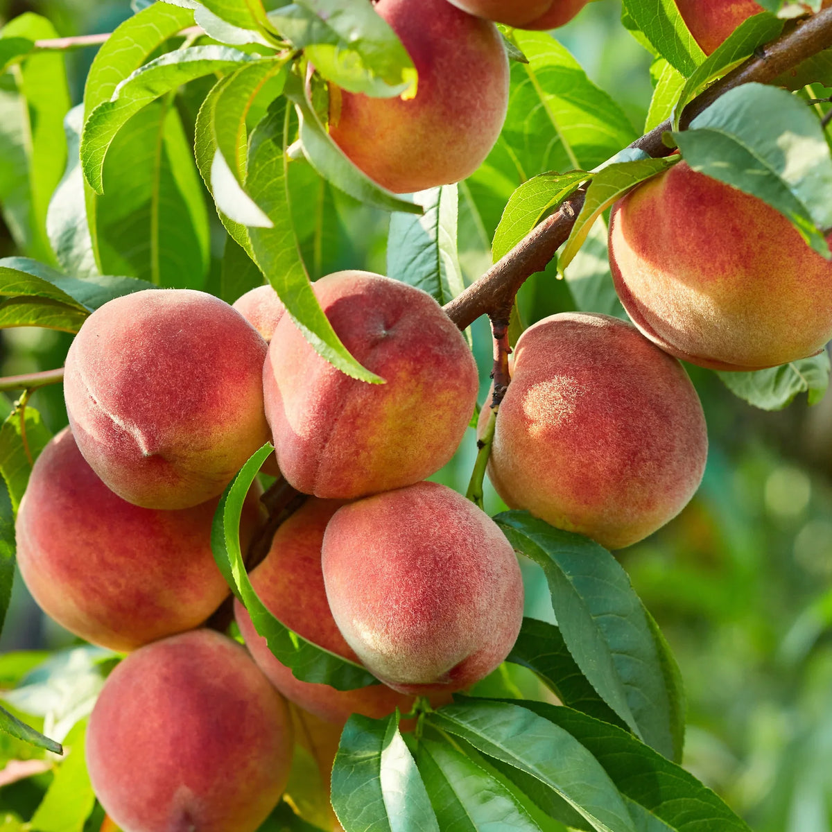 Pêcher (Prunus persica) 6 - Achat en ligne