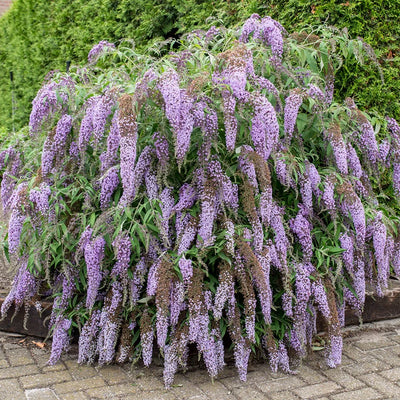 Buddleia (Budleja) 2 - Achat en ligne