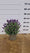 Image to render