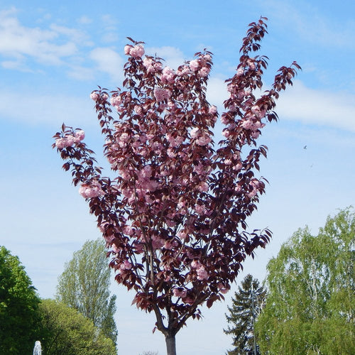 Cerisier du Japon Royal Burgundy en demi-tige
