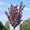 Cerisier du Japon (Prunus serrulata Royal Burgundy) 5 - Achat en ligne