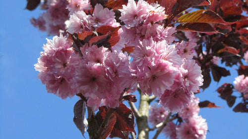 Cerisier du Japon Royal Burgundy en demi-tige