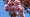 Cerisier du Japon (Prunus serrulata Royal Burgundy) 1 - Achat en ligne