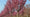 Cerisier du Japon (Prunus serrulata Royal Burgundy) 2 - Achat en ligne