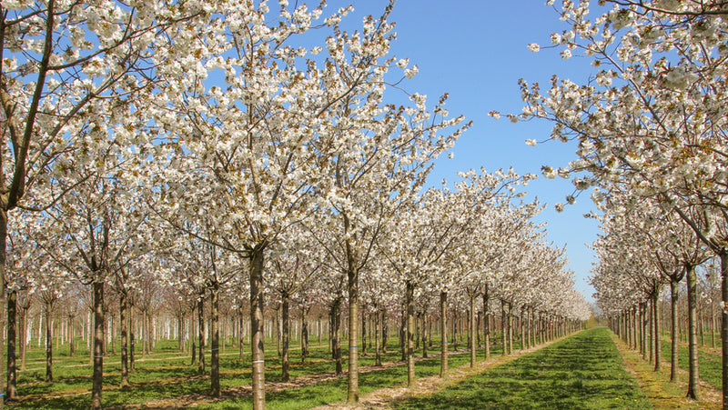Cerisier à fleurs en tige (Prunus serrulata Tai-haku)