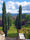 Cyprès de Provence (Commun) 1 - Achat en ligne