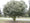 Image to render