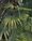 Image to render