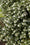 Osmanthe de Burkwood (Osmanthus Burkwoodii) 4 - Achat en ligne