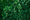 Lierre Commun Persistant (Hedera Helix) 1 - Achat en ligne