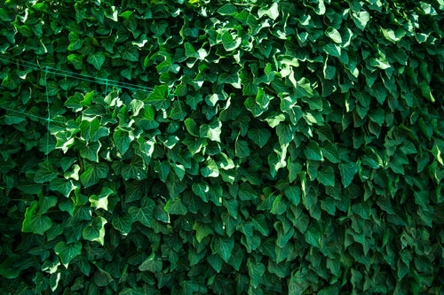 Lierre Commun Persistant (Hedera Helix) 1 - Achat en ligne