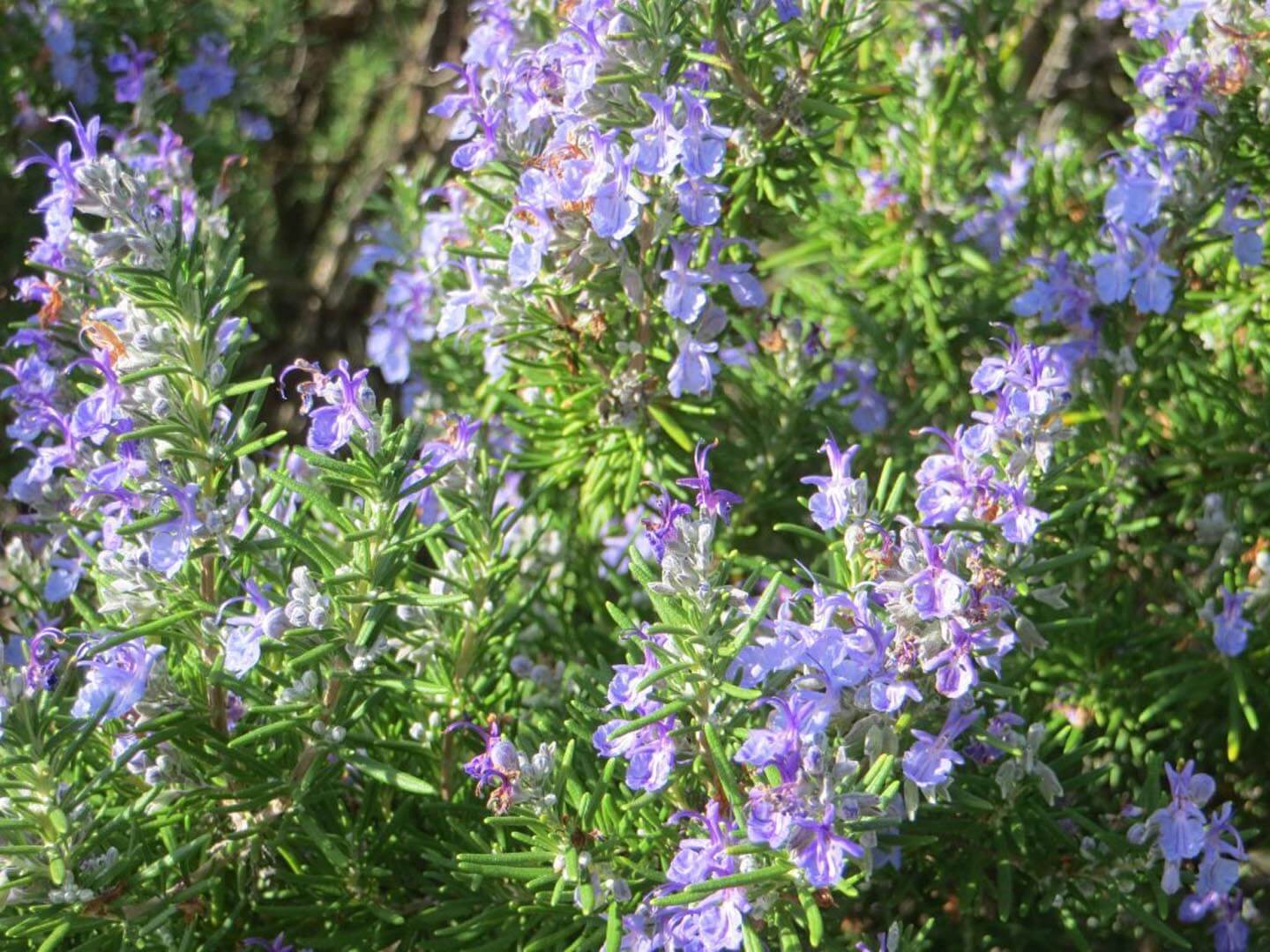 Romarin Rampant - Achat en ligne - Plantes de Provence