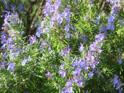 Romarin Rampant (Rosmarinus Officinalis Prostratus)