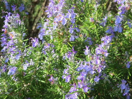 Romarin Rampant (Rosmarinus Officinalis Prostratus)