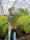 Image to render