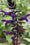 Image to render