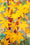 Acer Palmatum Sangokaku 2 - Achat en ligne