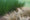 Jonc glauque (Juncus inflexus Blue Arrows) 4 - Achat en ligne
