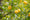 Image to render