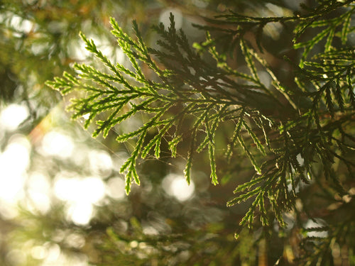 Genévrier Rampant (Juniperus horizontalis) 1 - Achat en ligne