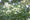 Image to render