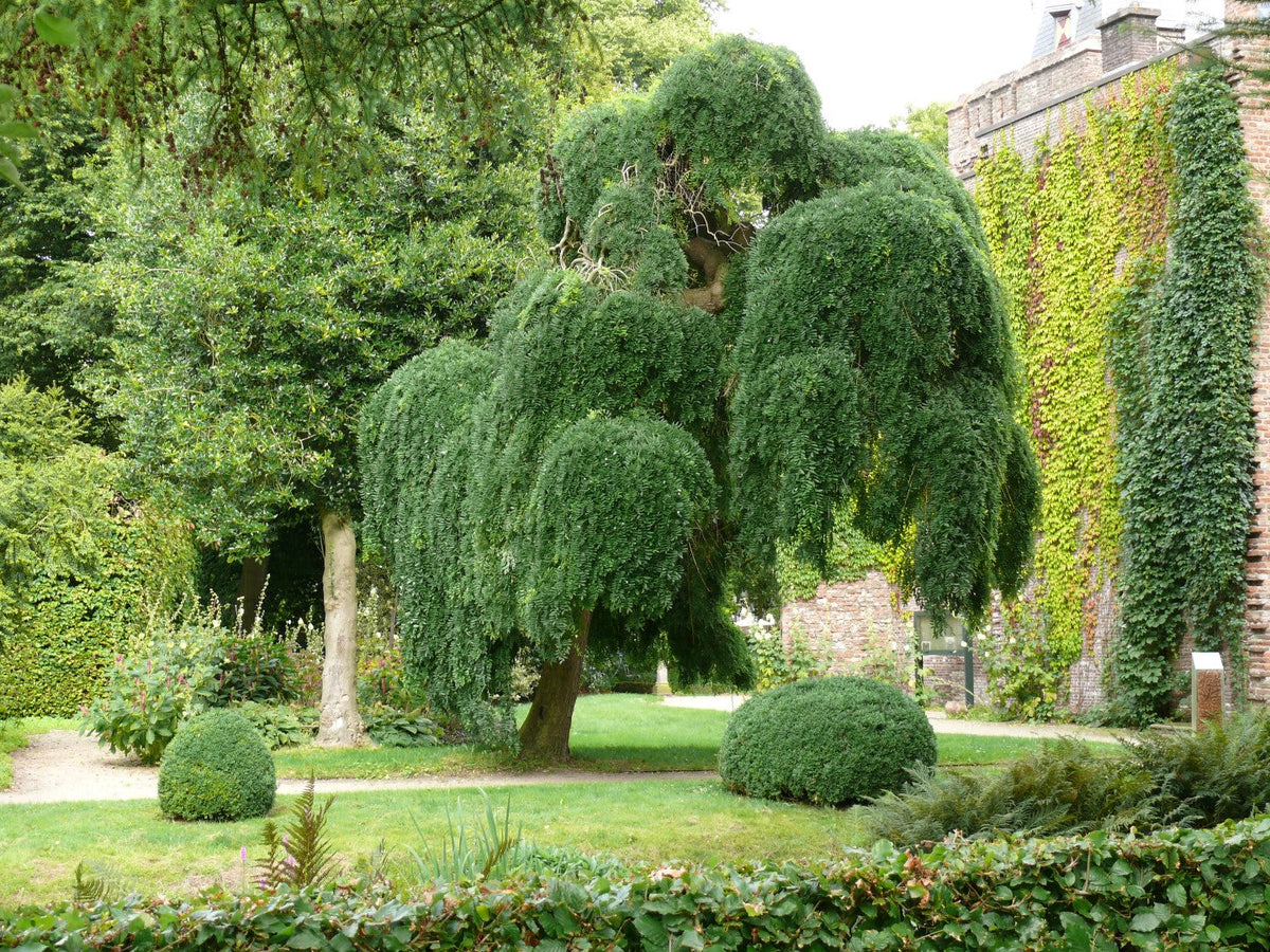 Sophora Pleureur (Sophora japonica Pendula) 3 - Achat en ligne