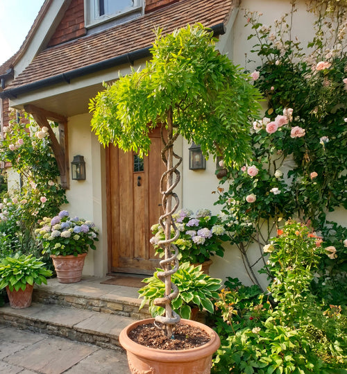 Sophora Pleureur en tronc torsadé