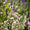 Lavande rose (Lavandula Angustifolia Rosea) 4 - Achat en ligne