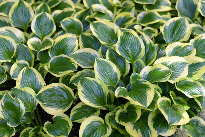 Hosta (Hosta) 3 - Achat en ligne