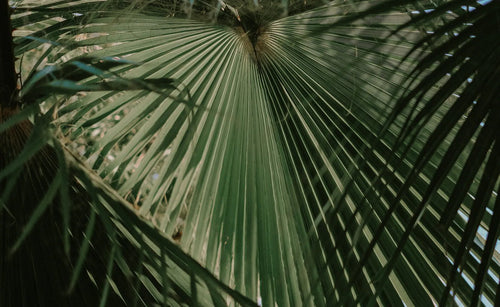 Washingtonia “tronc rasé”