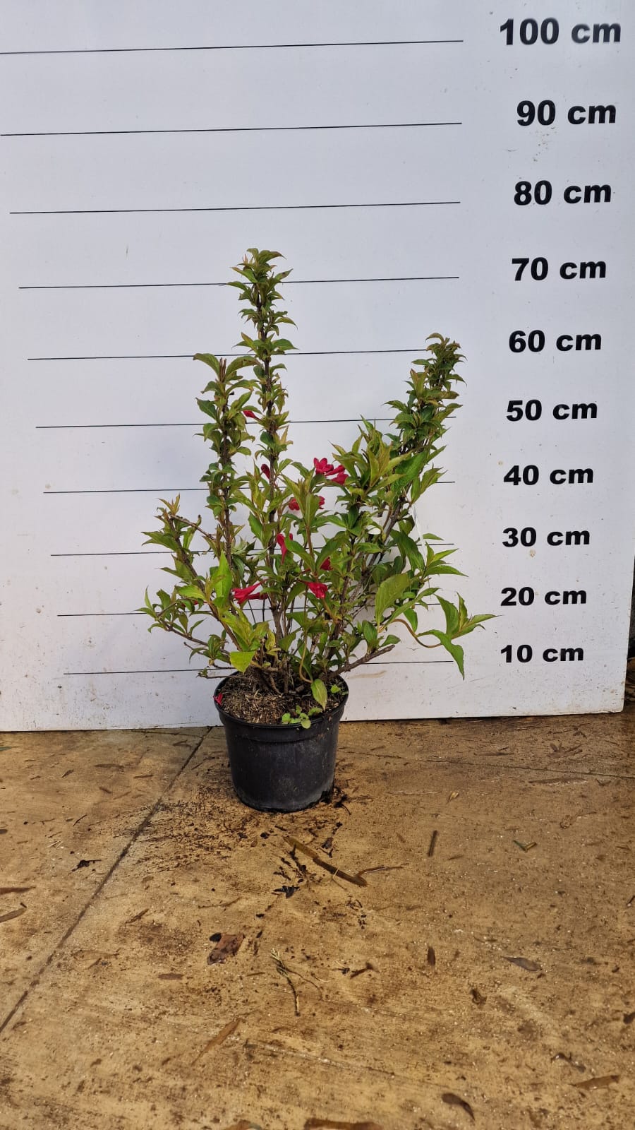 Weigelia à fleurs rouges (Weigela x florida Red Prince) 3 - Achat en ligne