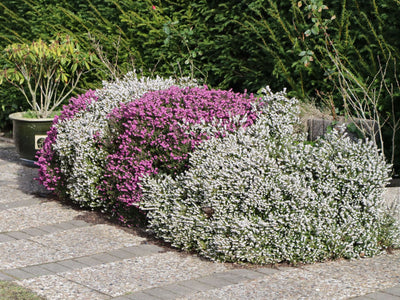 Bruyère d'hiver 1 - Achat en ligne