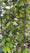 Image to render