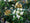 Image to render
