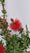 Image to render