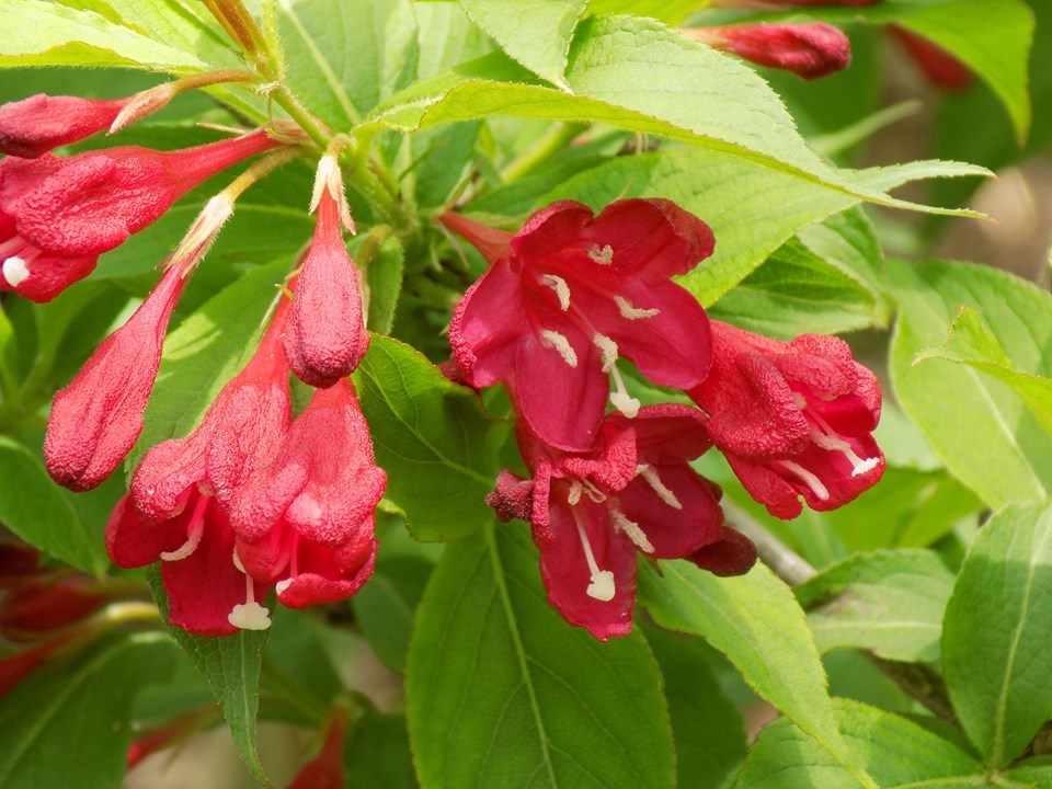 Weigelia à fleurs rouges (Weigela x florida Red Prince) 1 - Achat en ligne